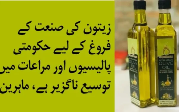 زیتون کی صنعت کے فروغ کے لیے حکومتی پالیسیوں اور مراعات میں توسیع ناگزیر