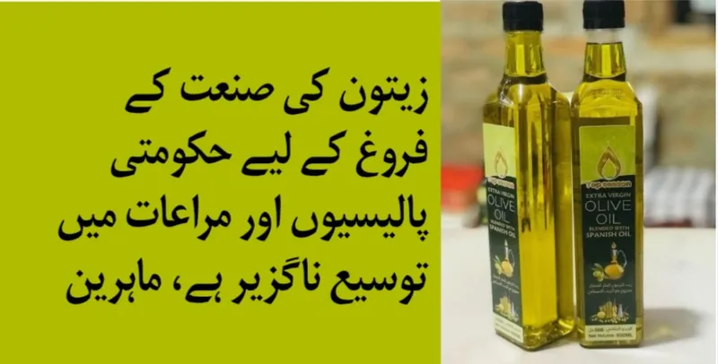 زیتون کی صنعت کے فروغ کے لیے حکومتی پالیسیوں اور مراعات میں توسیع ناگزیر