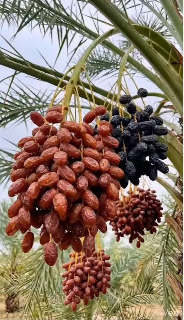 سعودی عرب میں کھجور کے فضلے سے ماحول دوست لکڑی کی تیاری (تصویر 2)