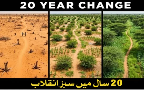 نائجر نے ایک بھی نیا درخت لگائے بغیر ایک کروڑ 24 لاکھ ایکڑ زمین بحال کرلی، 20 کروڑ درخت دوبارہ اُگ آئے